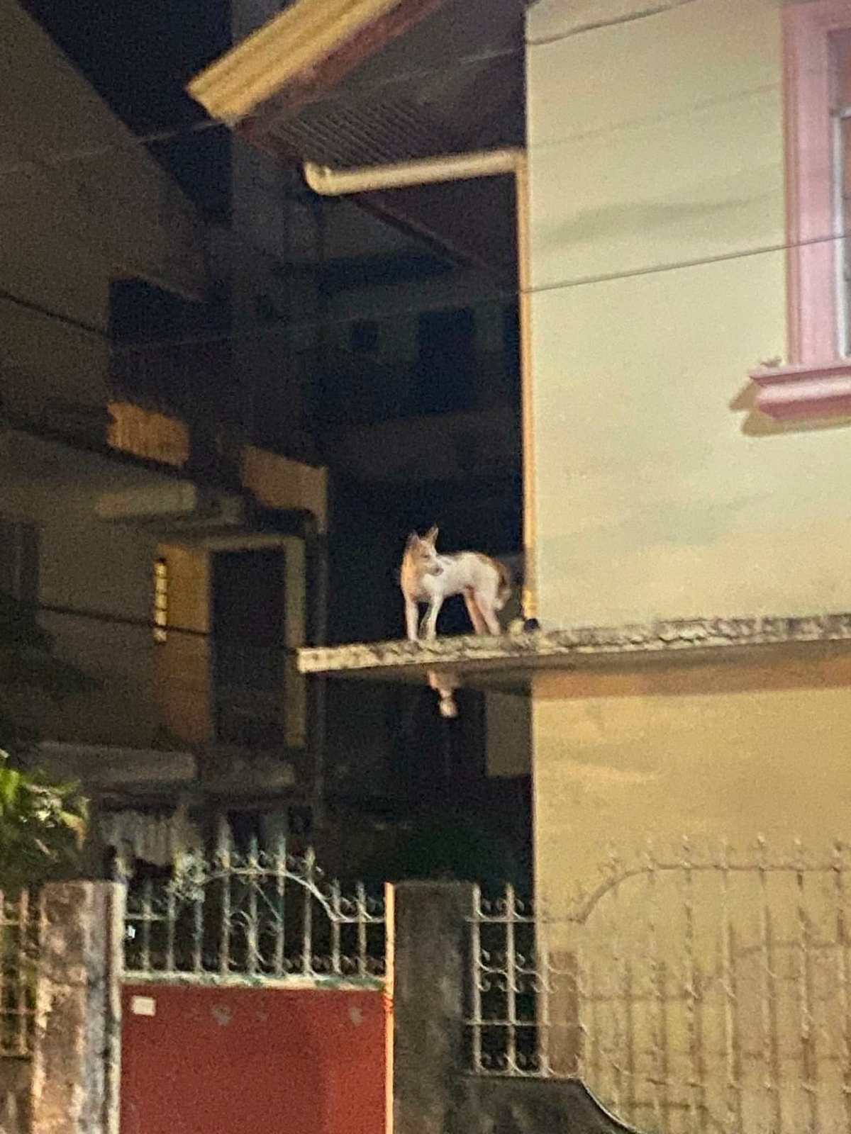 Sao nó lên đây được vậy