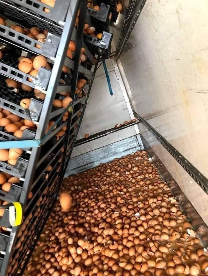 Ngày đầu đi làm tiệm bán trứng