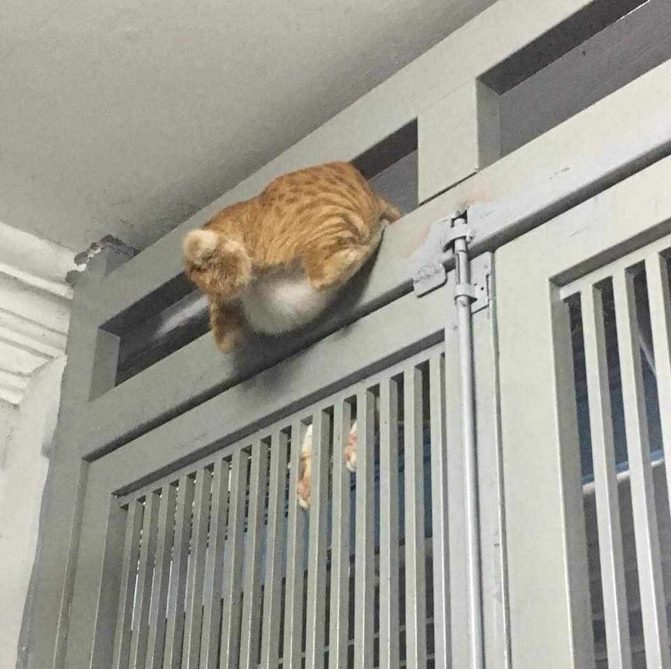 Đã nói không có vừa rồi mà không nghe