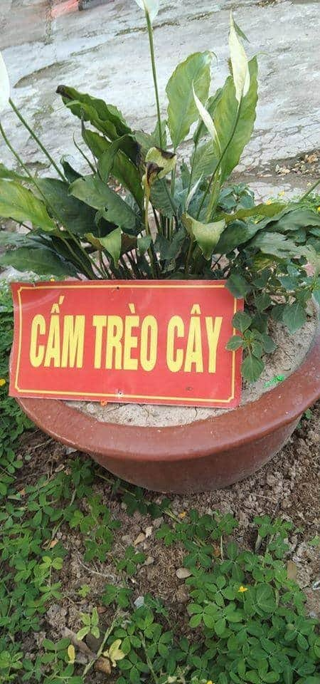 Ông trèo hộ tôi cái