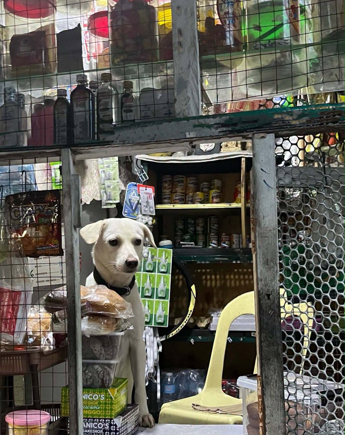 Nhìn là biết đại da