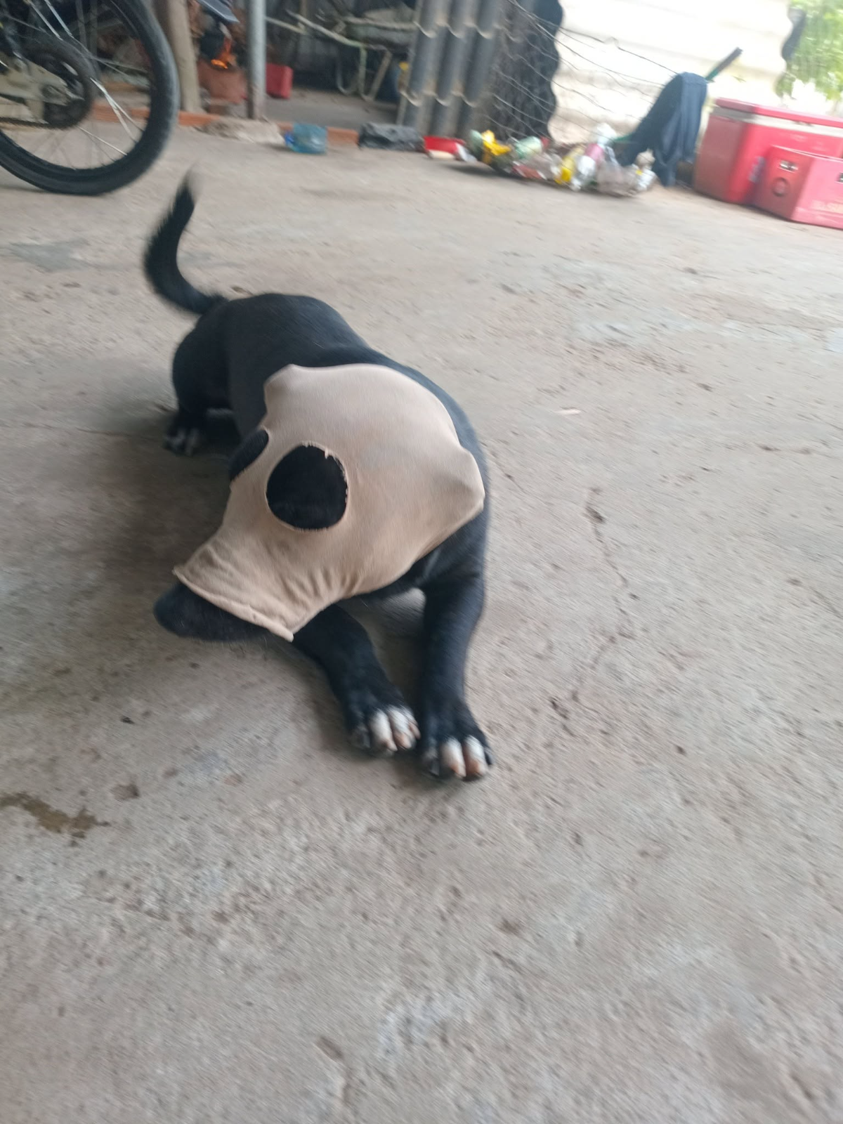 Cái quần của hằng sen