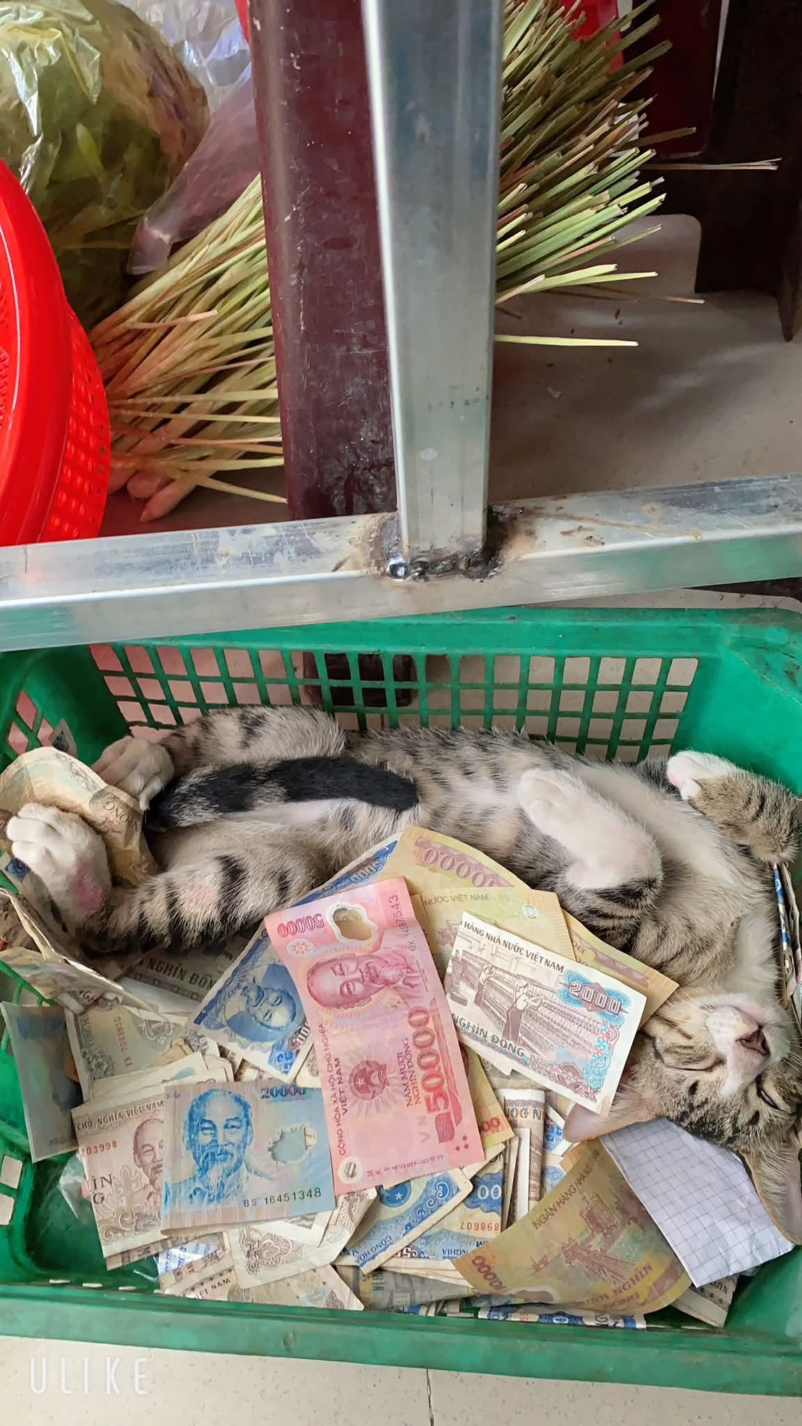 Đại gia chợ